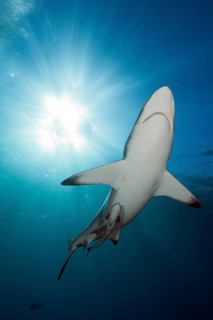 Blacktip Shark