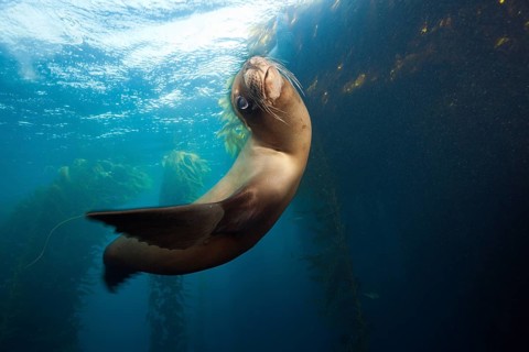 California sea lion