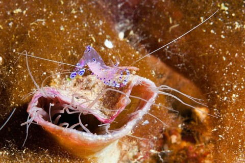 Partner shrimp on cylinder rose
