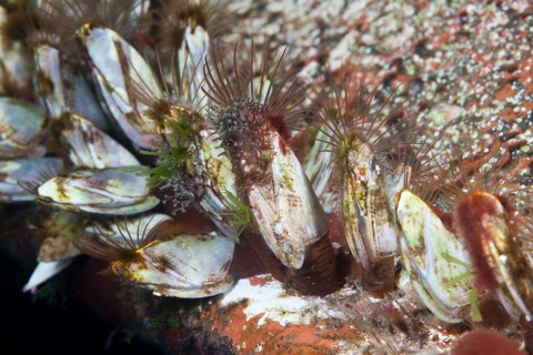 Barnacles