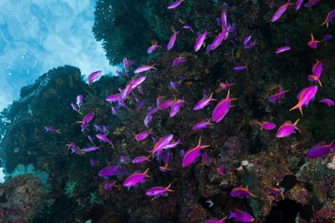 Tuka flagfish