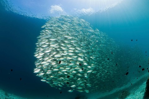 Shoal of ox-eye mackerel