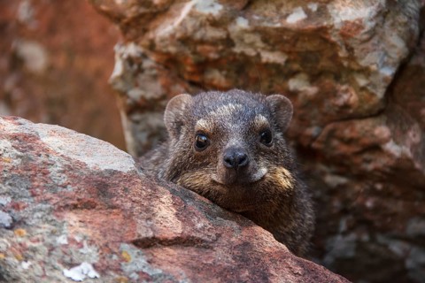 Cape hyrax