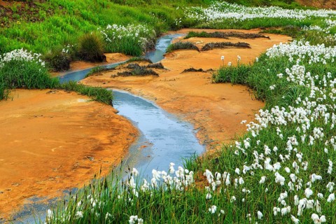 Cottongrass