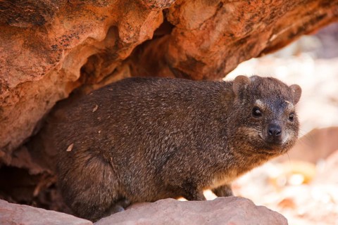 Cape hyrax