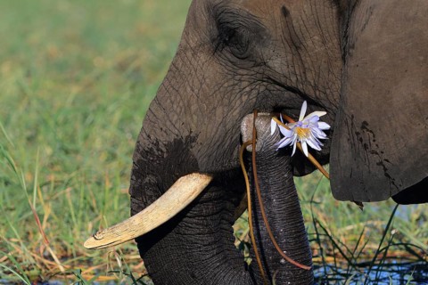 African elephant