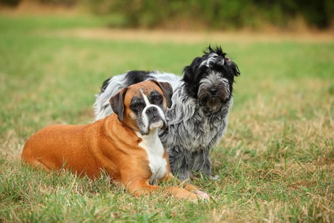 German Boxer and Schapendoes