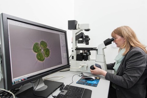 Scientist at an inverted microscope in the Faculty of Biology at the University of Duisburg-Essen