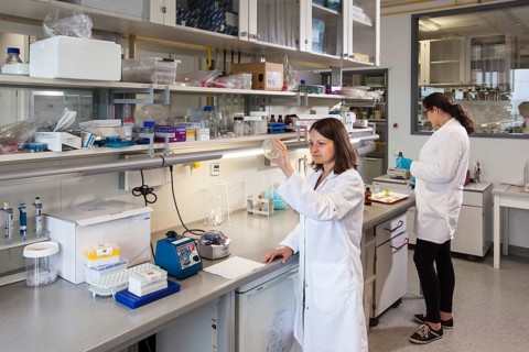 Scientist with a Petri dish containing a transformation of