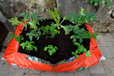 Planting bag with potting soil