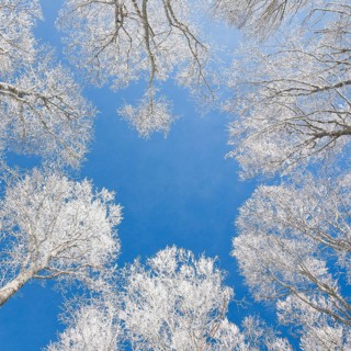 Tree tops of deep snow covered beech forest against blue sky in Neuchatel Jura