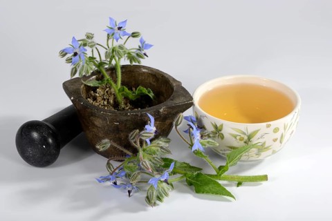 Borage