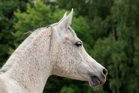 Arabian thoroughbred
