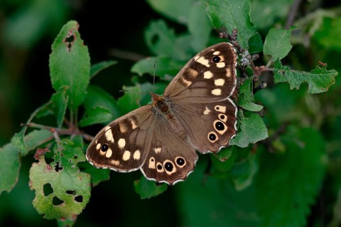 Speckled wood