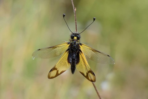 Cretan butterfly shad
