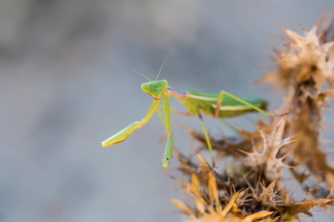 Mediterranean praying mantis