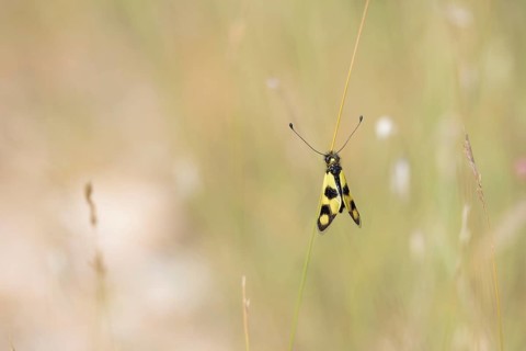 Eastern butterfly moth