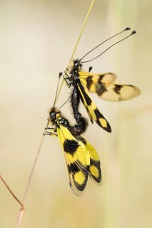 Eastern butterfly moth