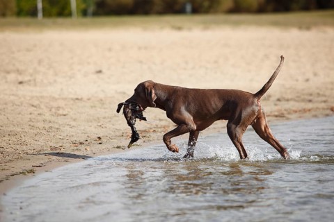 Weimaraner