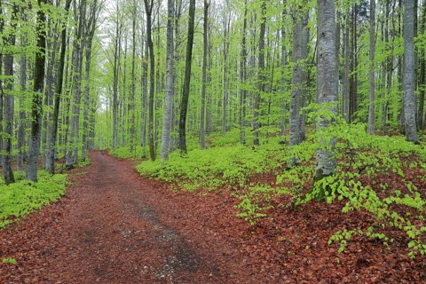 Beech