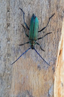Musk beetle