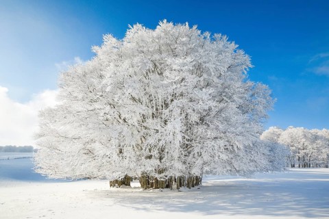 Huge beech tree covered with deep snow under blue sky in Neuchatel Jura