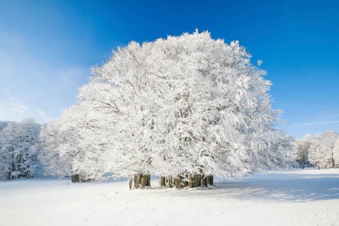 Large beech tree covered with deep snow under blue sky in Neuchatel Jura