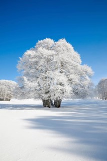 Huge beech tree covered with deep snow under blue sky in Neuchatel Jura