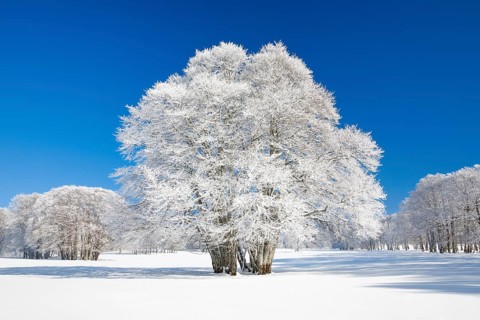 Large beech tree covered with deep snow under blue sky in Neuchatel Jura