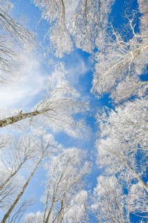 Treetops of deeply snow-covered beech forest in front of blue sky with falling hoarfrost in Neuchatel Jura