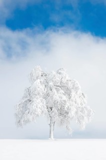 Deeply buried birch tree in Oberaegeri