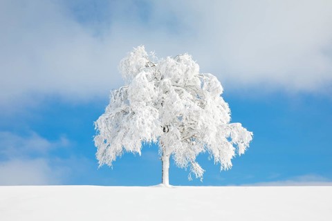 Deeply buried birch tree in Oberaegeri