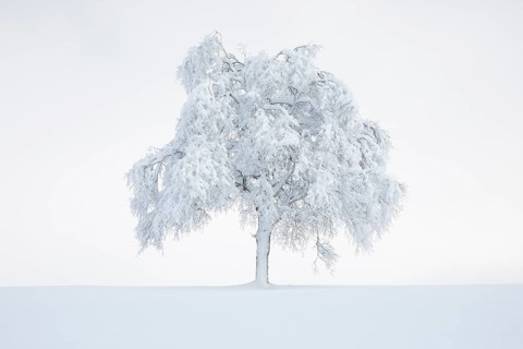 Deeply buried birch tree in Oberaegeri