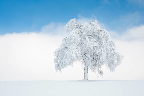 Deeply buried birch tree in Oberaegeri