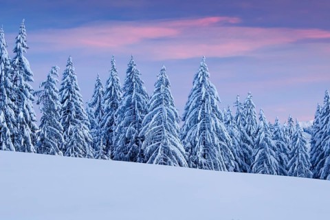 Snowy spruce forest at Ratenpass