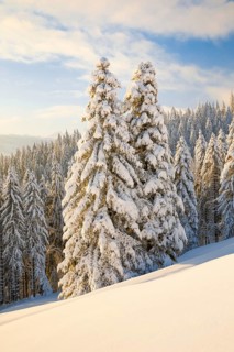 Snowy spruce forest at Ratenpass