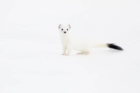 Stoat