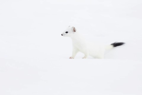 Stoat