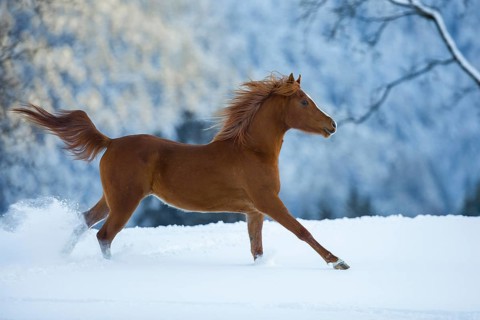 Young Arabian chestnut mare galloping through the snow
