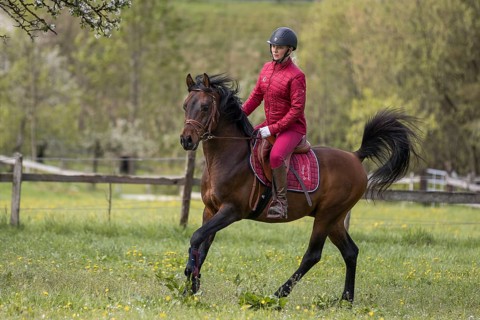 Thoroughbred Arabian stallion ridden on the meadow