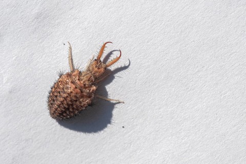 Ant lion