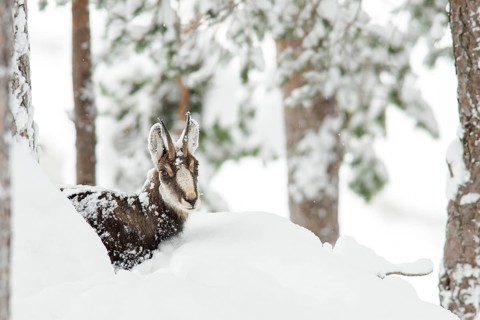 Chamois