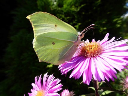 Brimstone