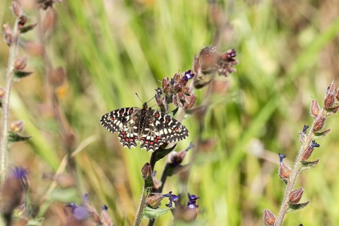 Southern festoon