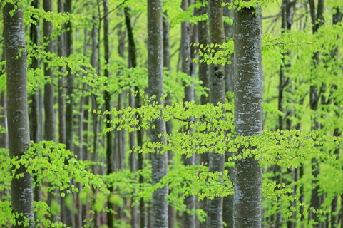 Beech