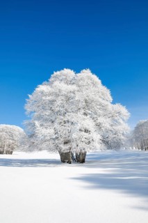 Large beech tree covered with deep snow under blue sky in Neuchatel Jura