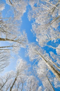 Tree tops of deep snow covered beech forest against blue sky in Neuchatel Jura