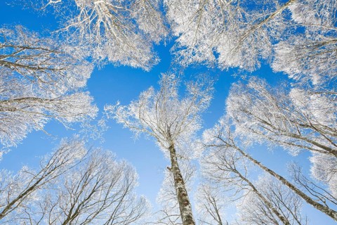 Tree tops of deep snow covered beech forest against blue sky in Neuchatel Jura