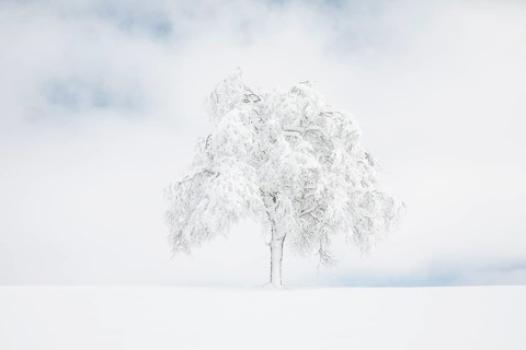 Deeply buried birch tree in Oberaegeri