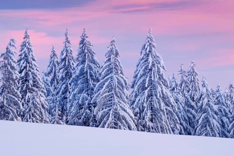 Snowy spruce forest at Ratenpass